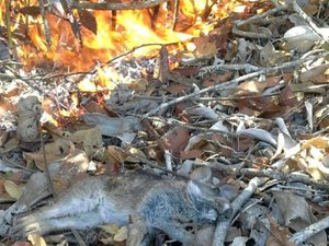 Incêndio devasta vegetação da Mata Atlântica em Anadia