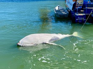 [Vídeo] Filhote de baleia-jubarte é encontrado morto no Porto de Maceió