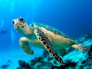 Penedo sedia evento de pesquisa e conservação de tartarugas marinhas