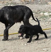 Envenenamento de cães abandonados causa indignação no Líbano