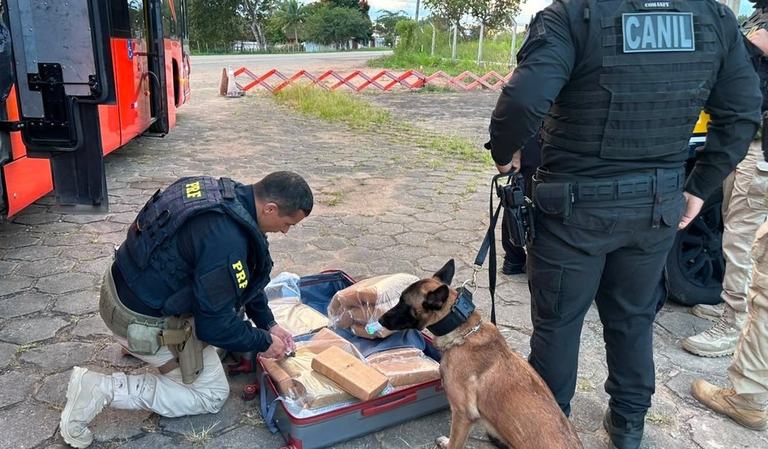 Ônibus é interceptado com mais de 30kg de maconha em São Sebastião