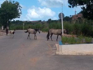 Cavalos soltos na pista causam perigo na rodovia AL 101 Norte