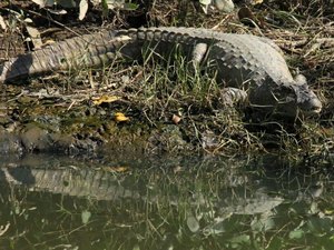 Arapiraca abre inscrições para capacitação em resgate e manejo de répteis