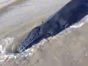 Filhote de baleia-jubarte encalha vivo em praia de Maragogi