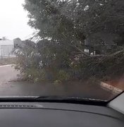 Árvore cai após chuvas e ventania e exige atenção de motoristas em Craíbas
