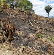 Alagoas e Sergipe são os únicos estados que não registraram incêndios florestais em 48h