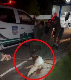 BPA resgata jacaré próximo a residências na Barra de Santo Antônio