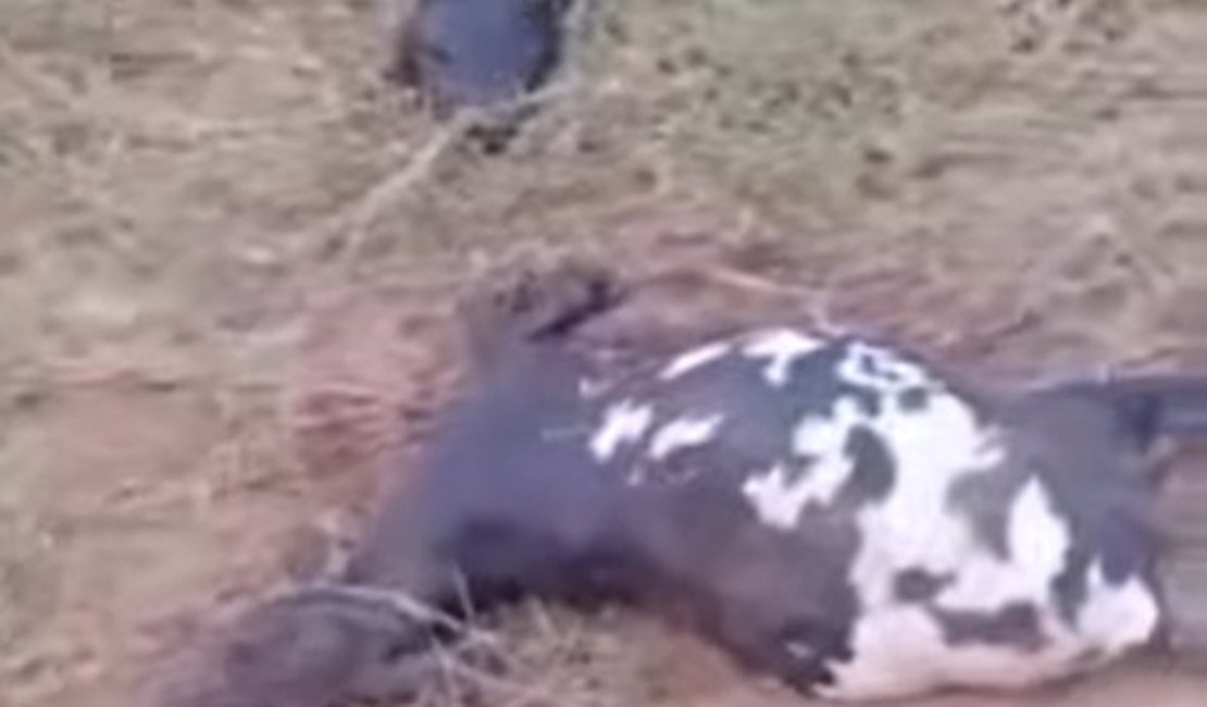 [Vídeo] Animais são encontrados mortos em propriedade rural de Palmeira dos Índios