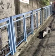 Vídeo: jacaré é visto em passarela de pedestres no Rio de Janeiro