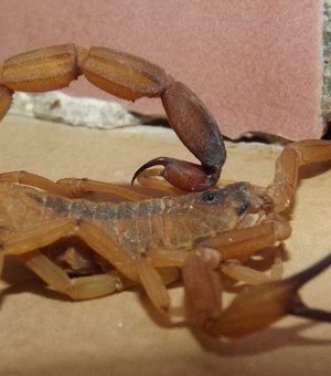 Menina de seis anos morre após ser picada por escorpião em SP