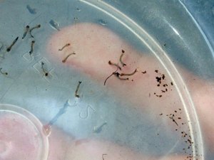 Água sanitária mata a larva do mosquito da dengue, chinkungunya e zika