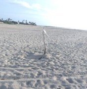 Circulação de quadriciclos é proibida em área de desova de tartarugas marinhas em Marechal Deodóro