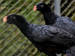 Mutuns-de-Alagoas chegam a reserva em Coruripe e passam por adaptação antes de soltura