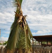 Raio atinge coqueiro e piscina em Arapiraca