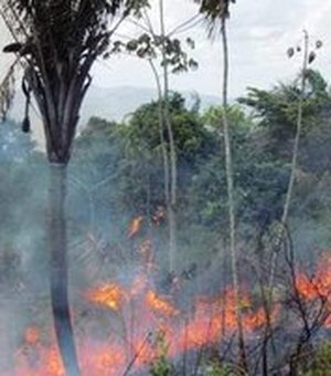 Incêndio atinge vegetação no município de União dos Palmares