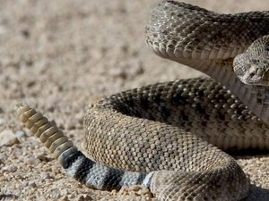 Cobra cascavel invade residência em Japaratinga