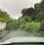 Árvore cai em rua da Gruta de Lourdes e bloqueia via 