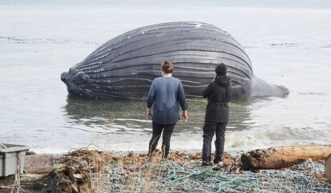 Cadáver de baleia inflado como balão é encontrado em praia e pode explodir