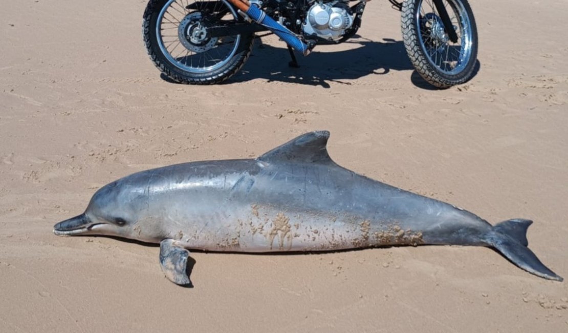 Golfinho é encontrado morto em praia de Barra de Santo Antônio e será submetido à necropsia