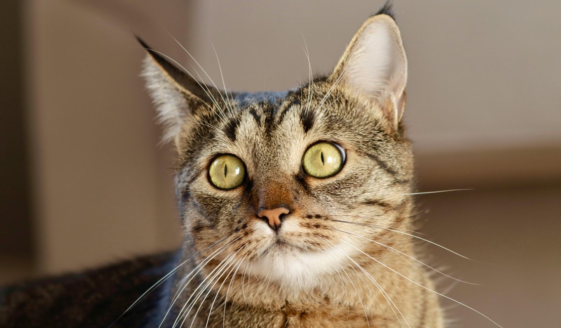 Gato é encontrado morto a tiros em rua de Arapiraca; caso será investigado