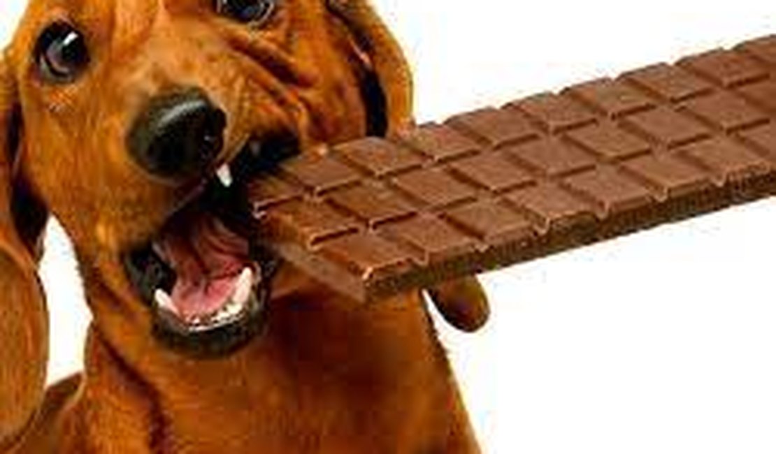 Páscoa aumenta o risco de consumo de chocolate e danos a saúde dos Pets