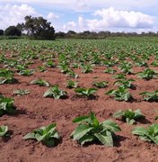 Fumicultura rompe tradição latifundiária de AL e coloca Arapiraca no mapa do progresso