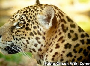 Embrapa busca clonagem de animais ameaçados de extinção no Brasil