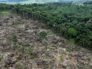 Desmatamento na Amazônia cai 31%, enquanto cerrado sofre com aumento da destruição