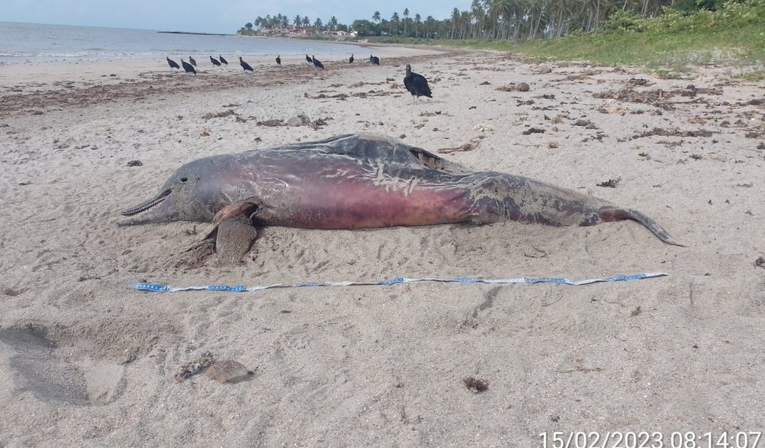 Golfinho é achado morto na praia da Barra de Santo Antônio