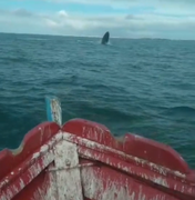 [Vídeo] Baleia Jubarte aparece nas águas mornas do Pontal do Peba e assusta pescadores no Sul de Alagoas