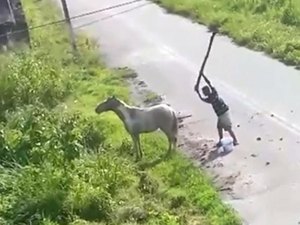 [Vídeo] Jovem flagrado agredindo cavalo a pauladas se apresenta à polícia