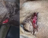 Polícia investiga maus-tratos contra cães comunitários em São Miguel dos Campos