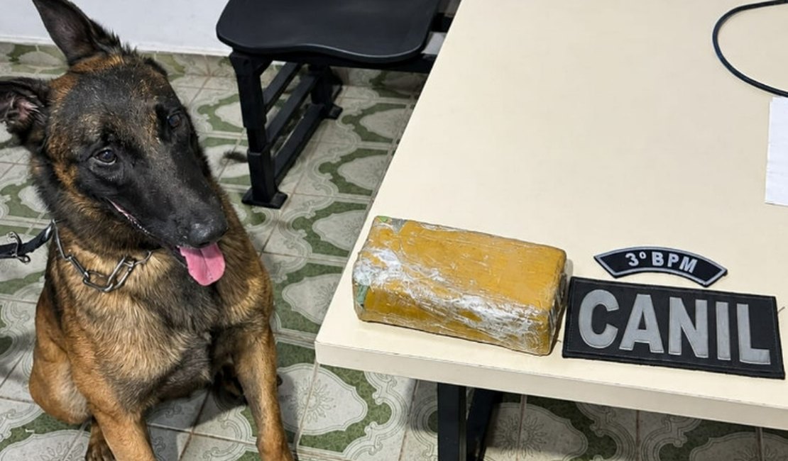 Polícia apreende 535 gramas de maconha em residência abandonada em Arapiraca