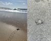 Tartaruga desova na praia de Jacarecica; Biota flagra filhotes atropelados