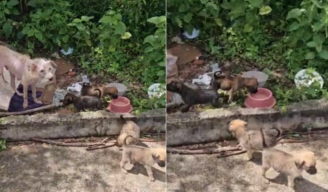 [Vídeo] Cadelinha e filhotes são abandonados em estrada de Arapiraca; moradores pedem resgate