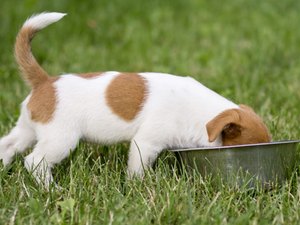 Projeto na Câmara propõe que pets tenham direito a pensão alimentícia