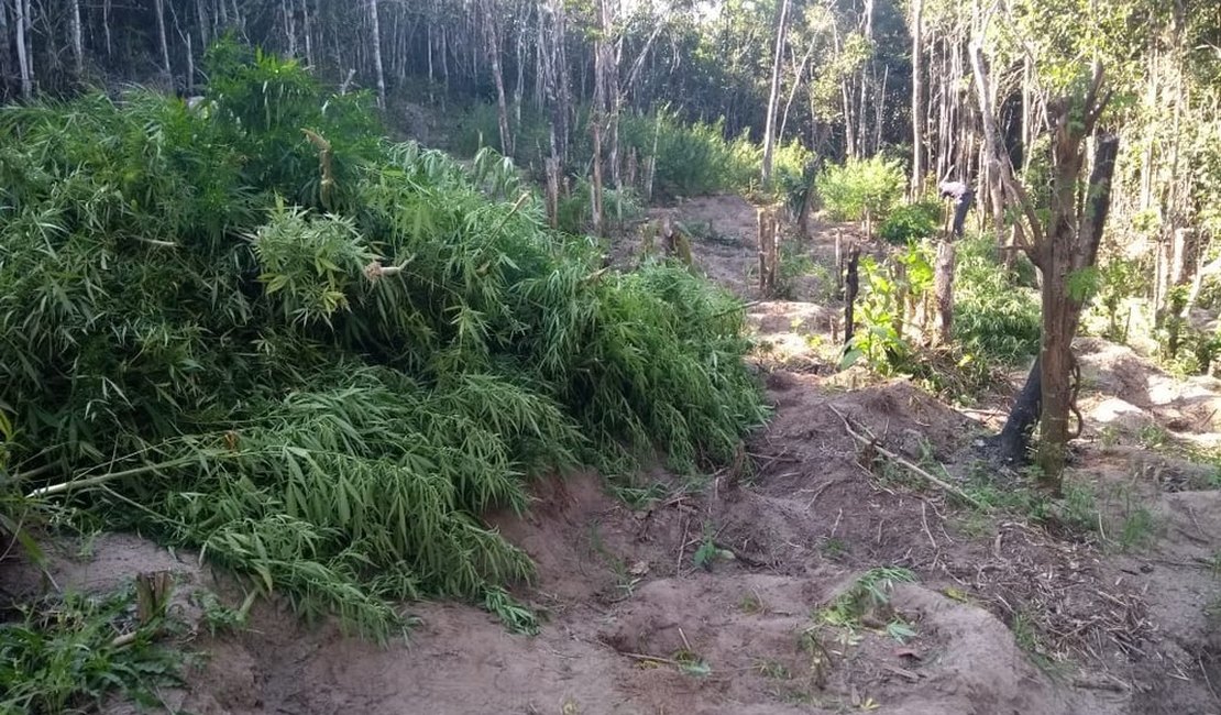 Com ajuda de drone, polícia descobre plantação de quase uma tonelada de maconha 