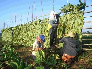Inscrições abertas para simpósio sobre fumo em Arapiraca