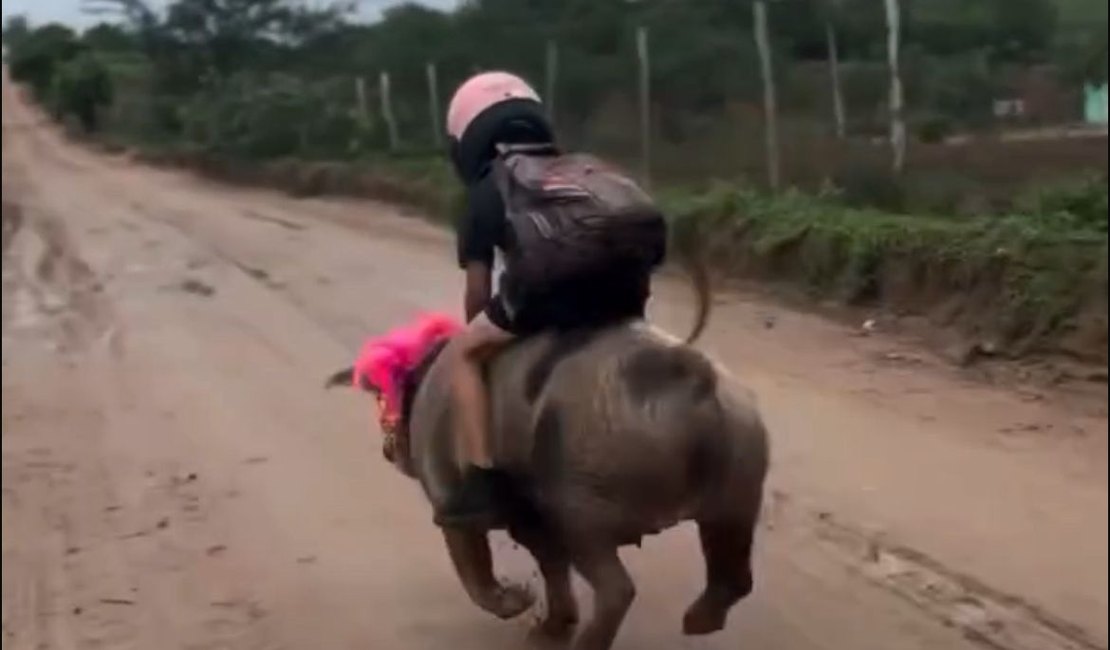 De Girau do Ponciano para o mundo: Gutinho Rocha viraliza ao voltar da escola montado em um porco