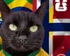 Gato vidente que acertou resultados da Copa faz previsão para Brasil x Noruega
