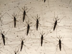 Alagoas está fora do teste da vacina contra a dengue