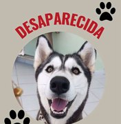 Família procura por Kira, cadela levada por desconhecido após fuga em Boa Vista