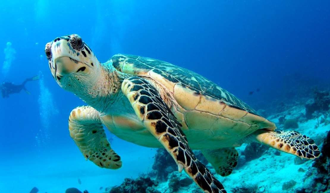 Penedo sedia evento de pesquisa e conservação de tartarugas marinhas