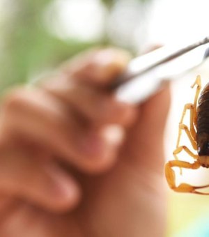Risco de acidentes com escorpiões cresce durante o verão