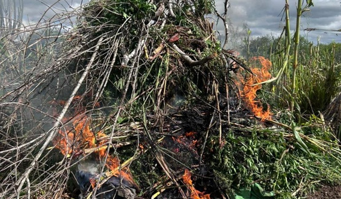 Polícia destrói  mais de 2,8 mil pés de maconha e cumpre 22 mandados em AL e PE