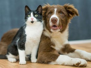 Outubro Rosa: câncer de mama também afeta cães e gatos
