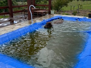 Vaca invade chácara e cai dentro de piscina no interior de SP