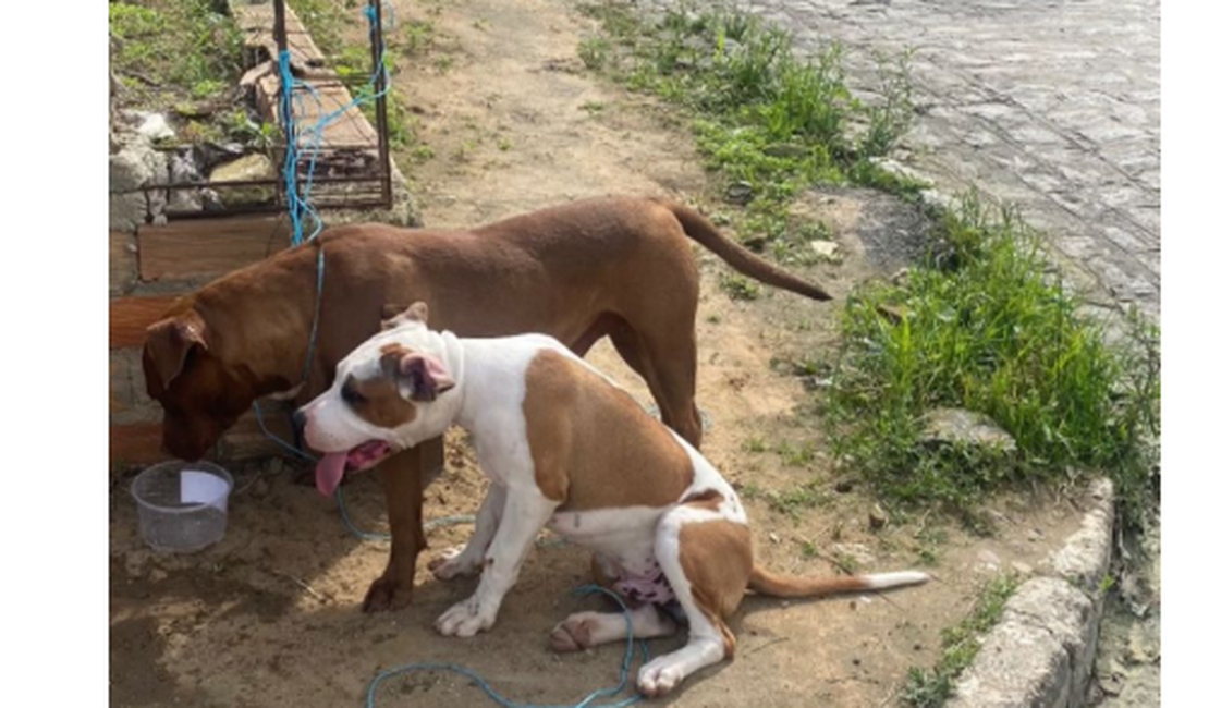 Dois cachorros pitbull são encontrados amarrados, em Arapiraca