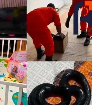 Cobra muçurana é encontrada dentro de cercadinho de bebê em Penedo