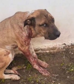 Polícia Civil identifica acusado de atirar em cachorro, na cidade de Mata Grande